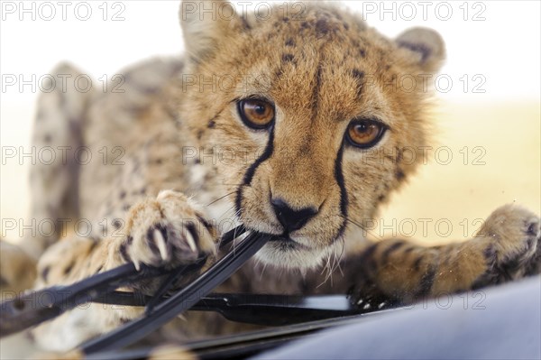 Young cheetah