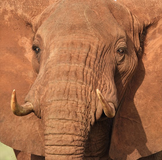 African Elephant