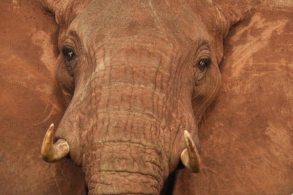 African Elephant