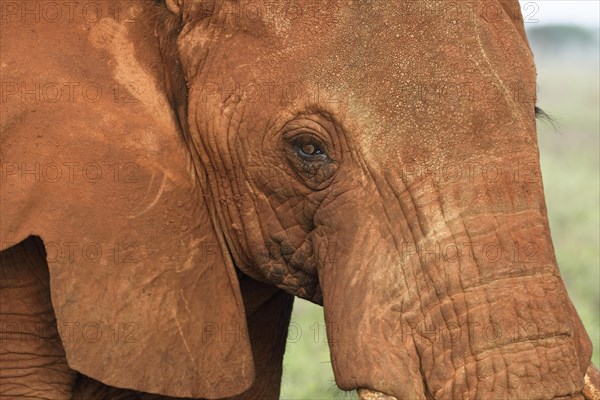 African Elephant