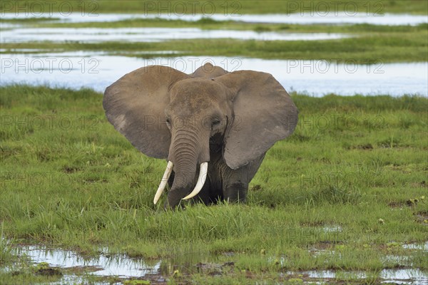 African Elephant