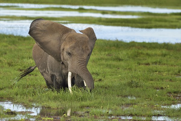 African Elephant