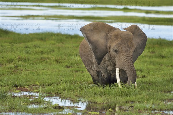 African Elephant