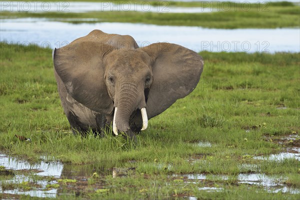 African Elephant