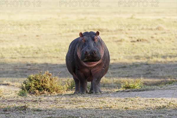 Hippopotamus