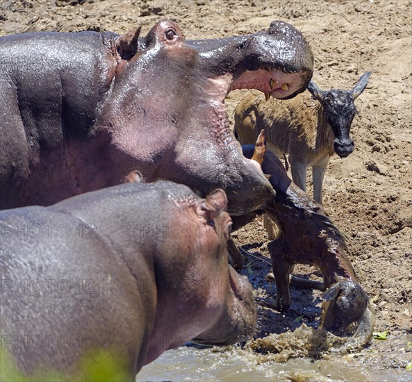 Hippos