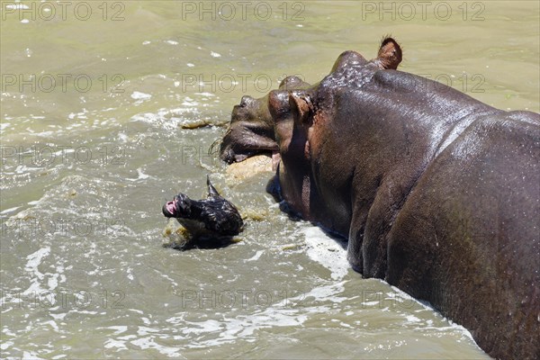 Hippopotamus