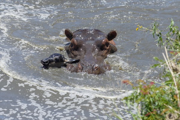 Hippopotamus