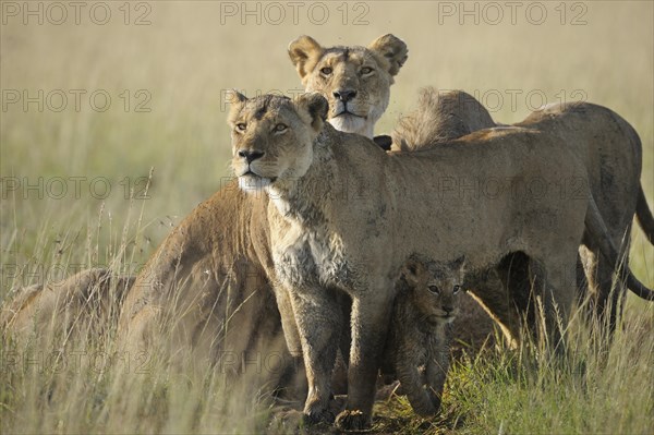 Two lionesses