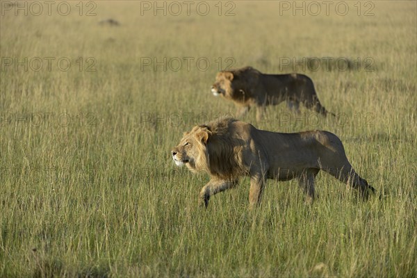 Two nomadic male lions