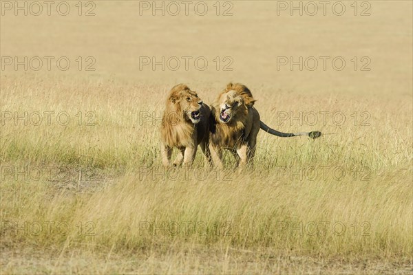 Two male lions