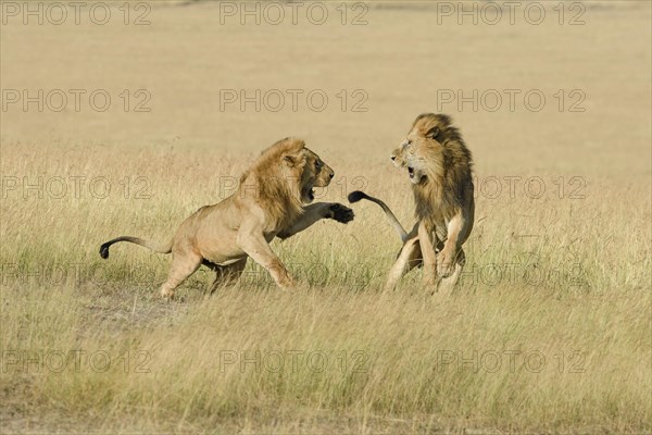 Two male lions