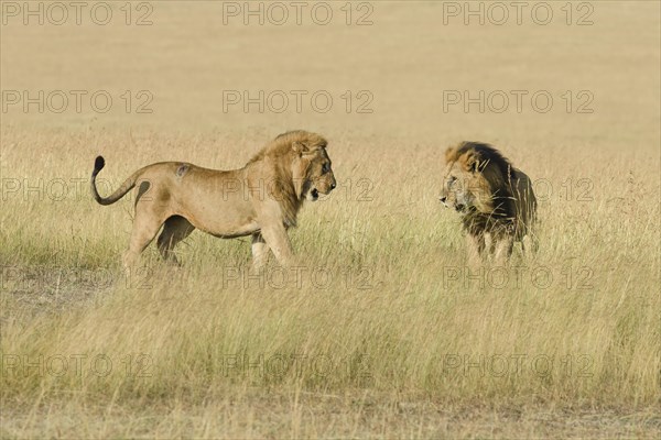Two male lions