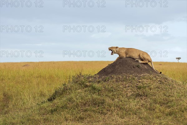 Lioness