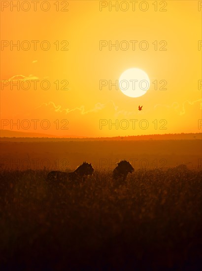 Silhouette of two young lions