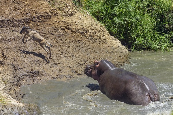 Hippopotamus