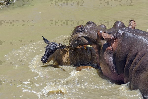 Hippopotamus