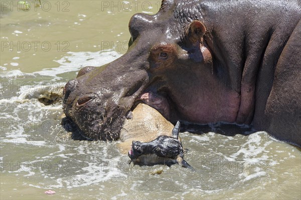 Hippopotamus