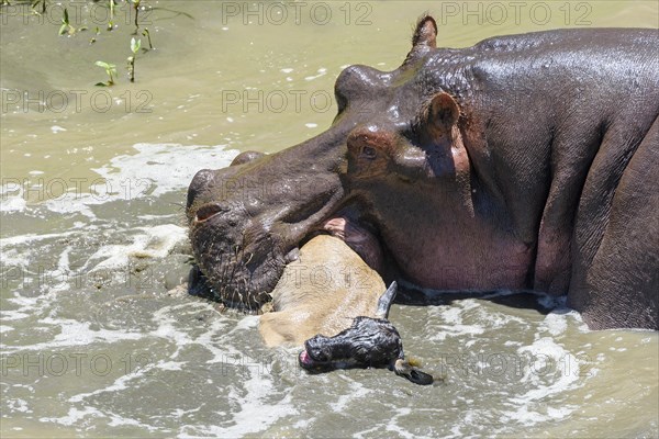 Hippopotamus