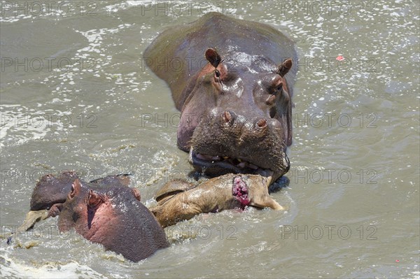 Hippopotamuses