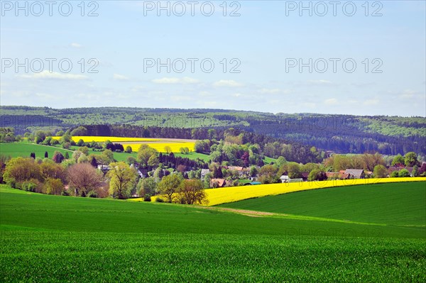 Rape field