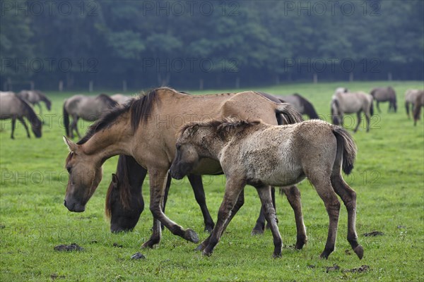 Dulmen ponies