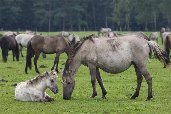 Dulmen ponies