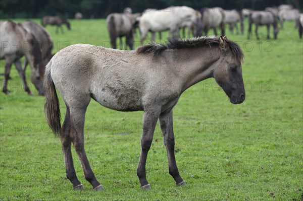 Dulmen ponies