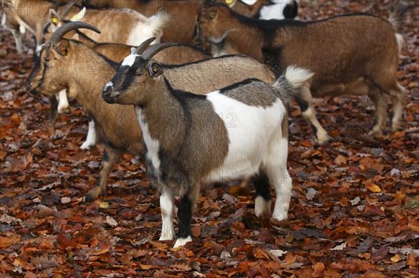 West African Dwarf goats