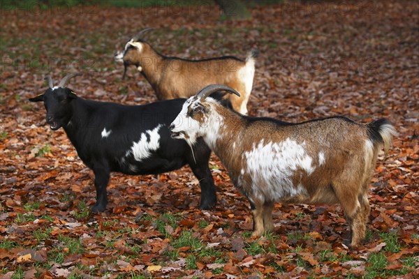 West African Dwarf goats