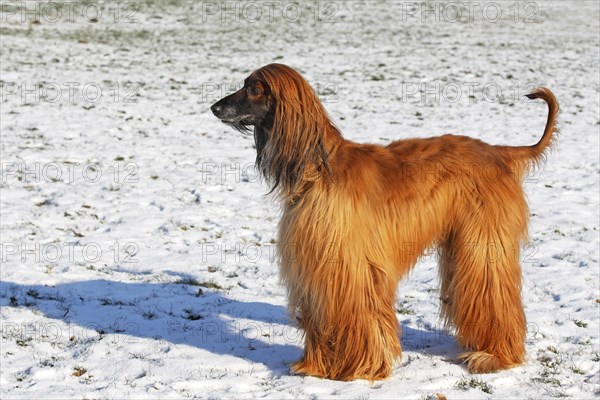 Afghan Hound