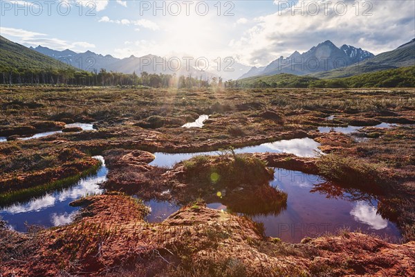 Backlit bog