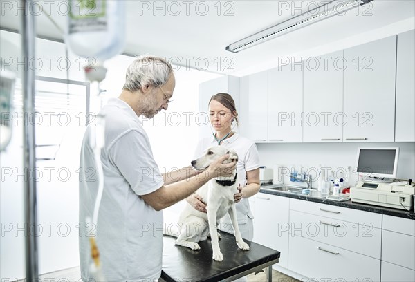 Vets examining dog in veterinary practice