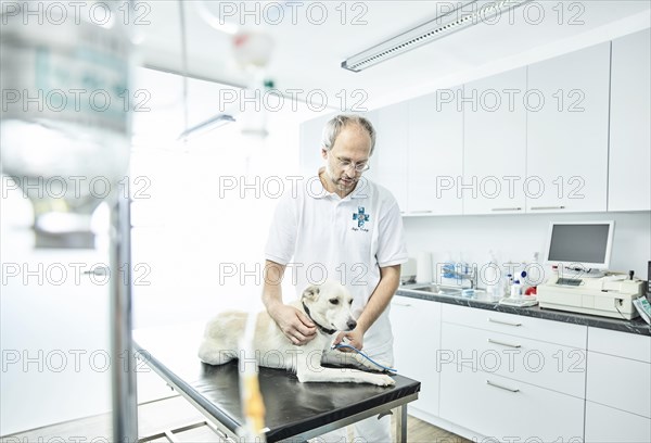 Vet examining dog in veterinary practice