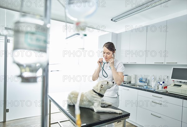 Vet examining dog in veterinary practice