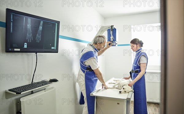 Vets examining dog in veterinary practice