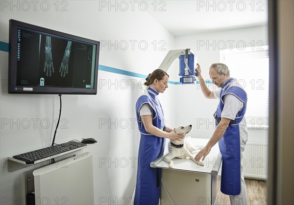 Vets examining dog in veterinary practice