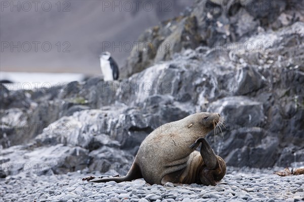 Antarctic fur seal