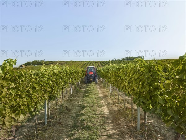 Tractor driving between the vines