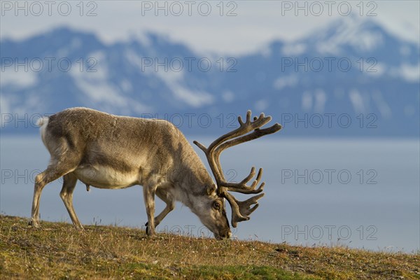 Svalbard reindeer