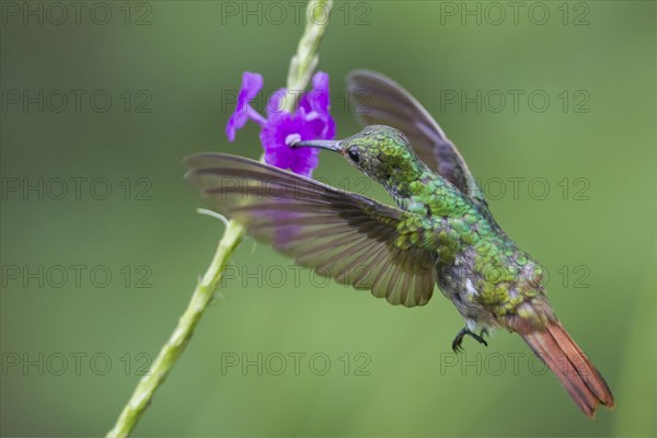 Rufous-tailed hummingbird