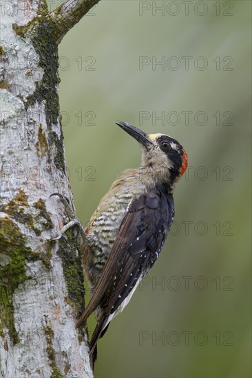 Black-cheeked woodpecker