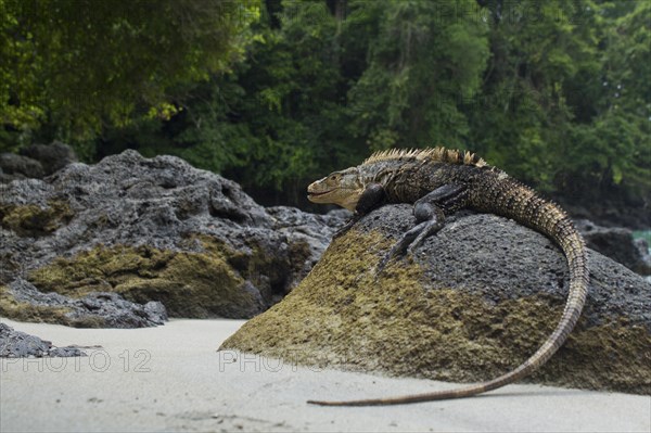 Black spiny-tailed iguana