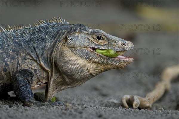 Black spiny-tailed iguana