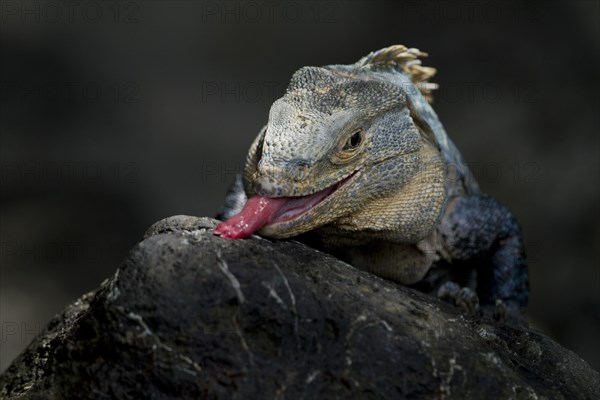 Black spiny-tailed iguana