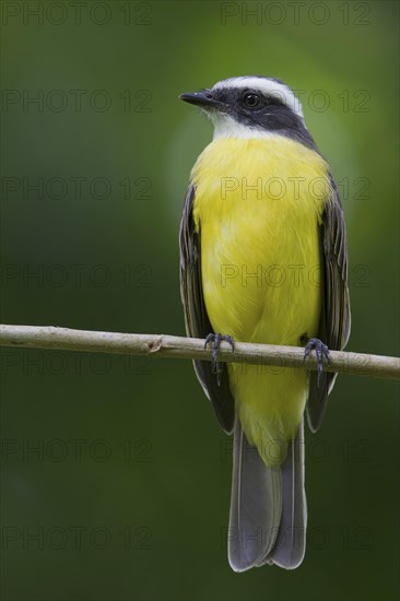 Social flycatcher