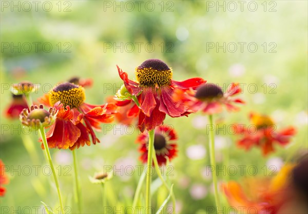 Common sneezeweed