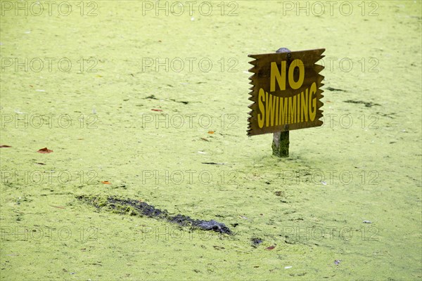 Alligator in a lagoon