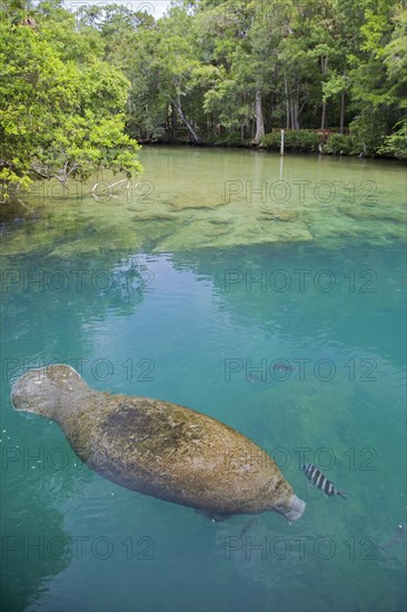 West Indian manatee