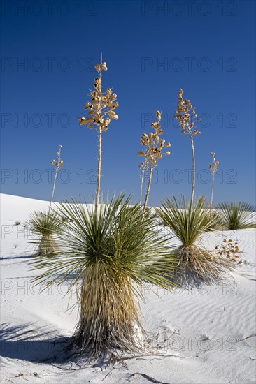 Soaptree Yucca